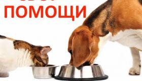 Акция "Поможем четвероногим друзьям!"